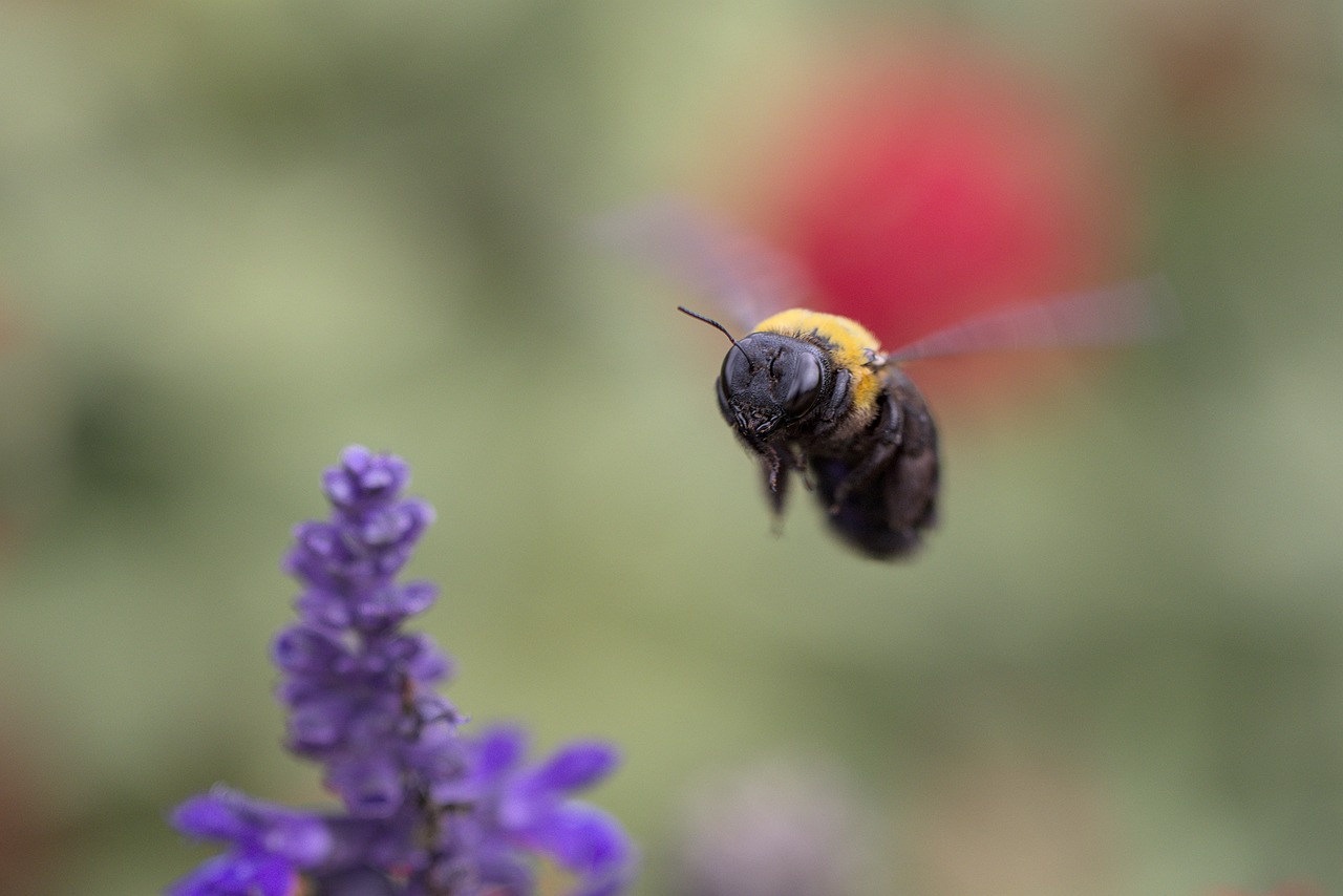 How to Create a Bee-Friendly Garden